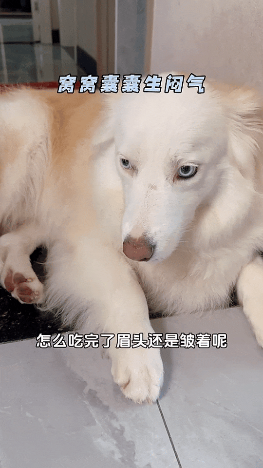 委屈巴巴窝窝囊囊的zan