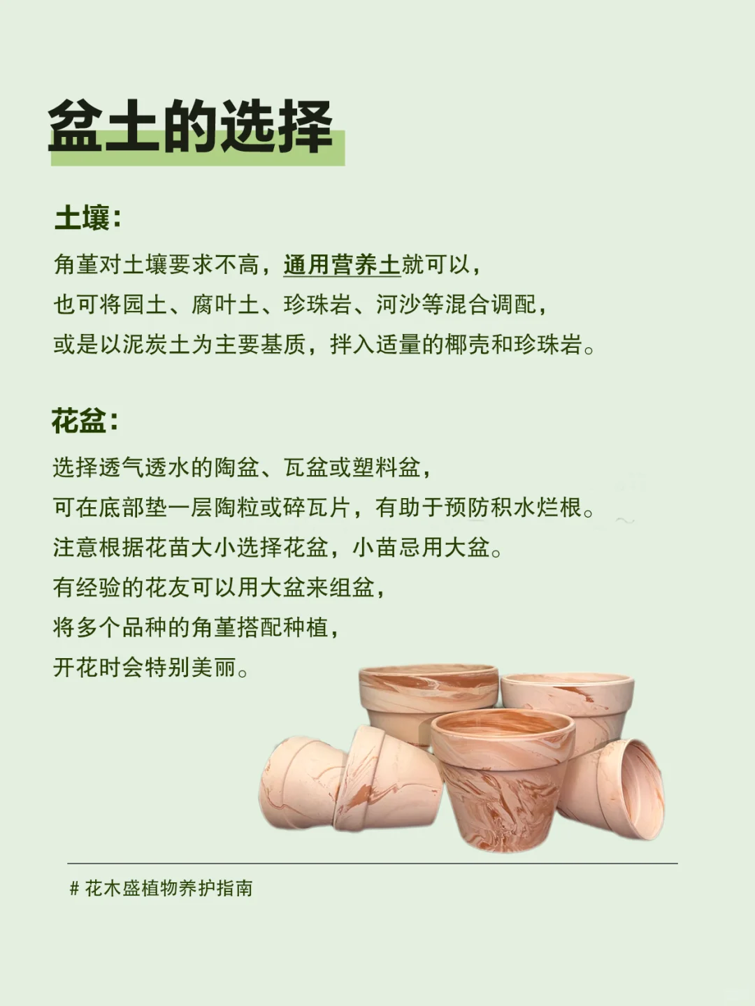 阳台爆花精灵角堇养护指南❗️新手也能养爆盆