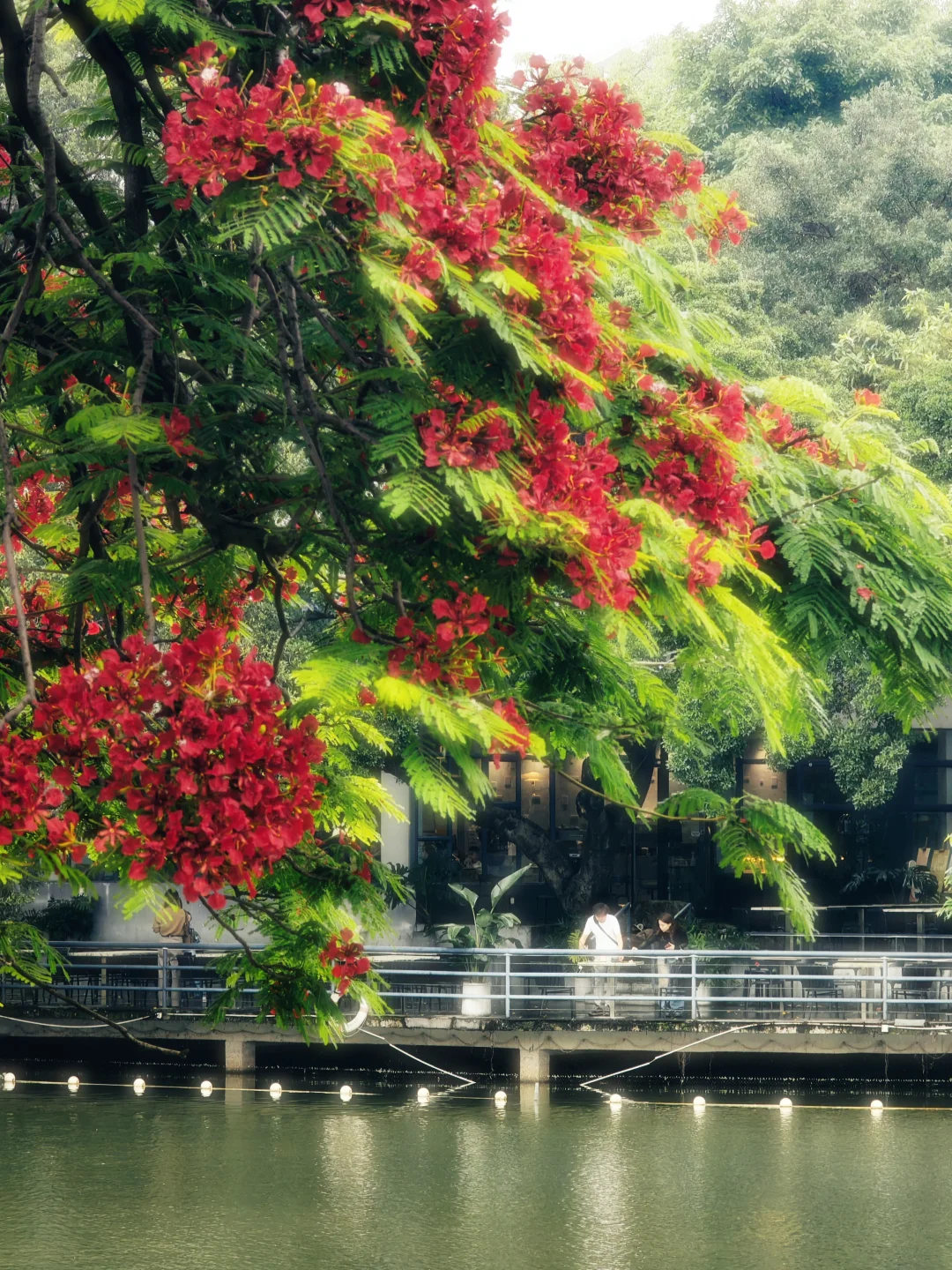 广州｜东山湖｜一湖烟雨，森野秘境