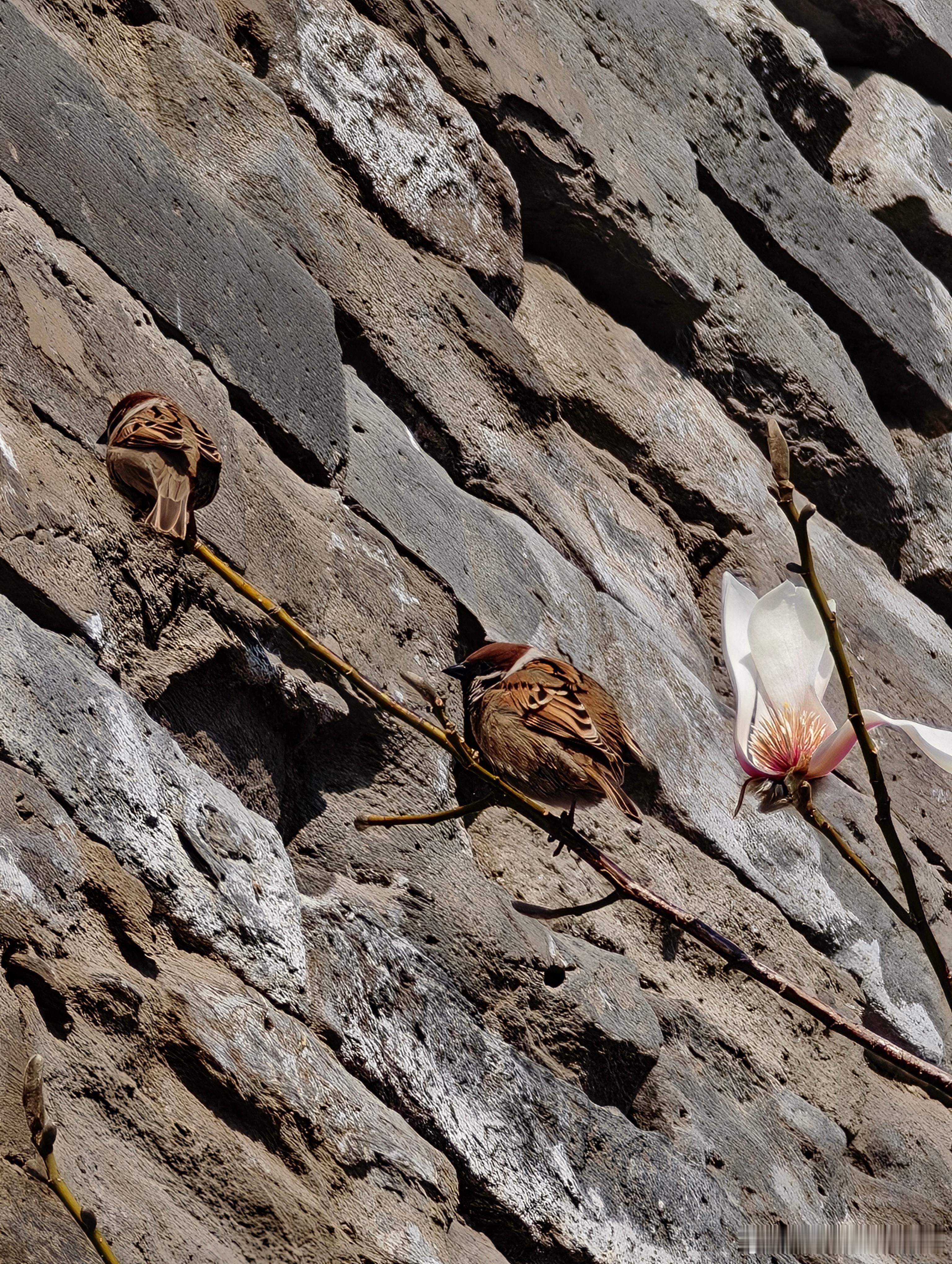 红墙映玉兰，春风入东华。3月16日随拍  摄影
