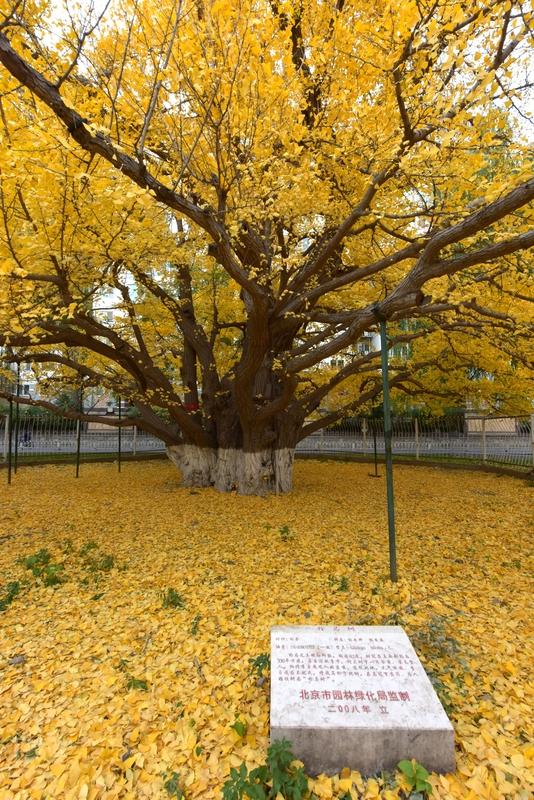 李自成失败根源有很多。1644 年他打进北京，本有望改朝换代，结果 42 天就仓