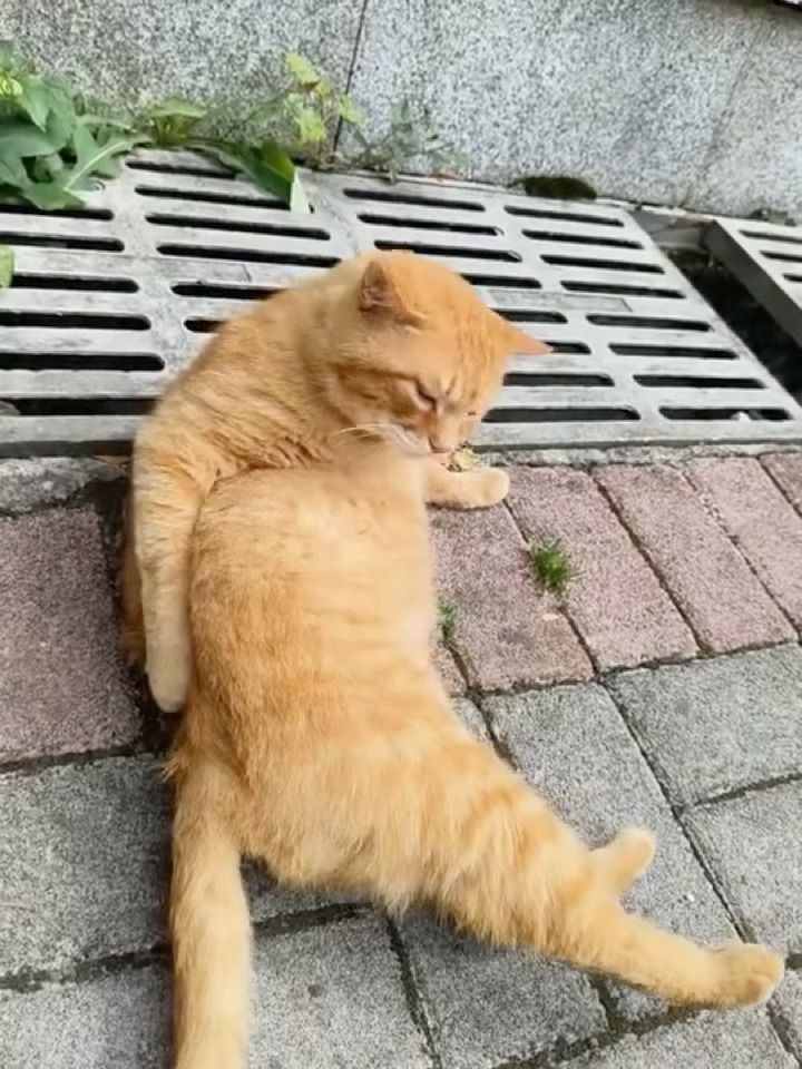 可恶咪怎么扣不到腚 