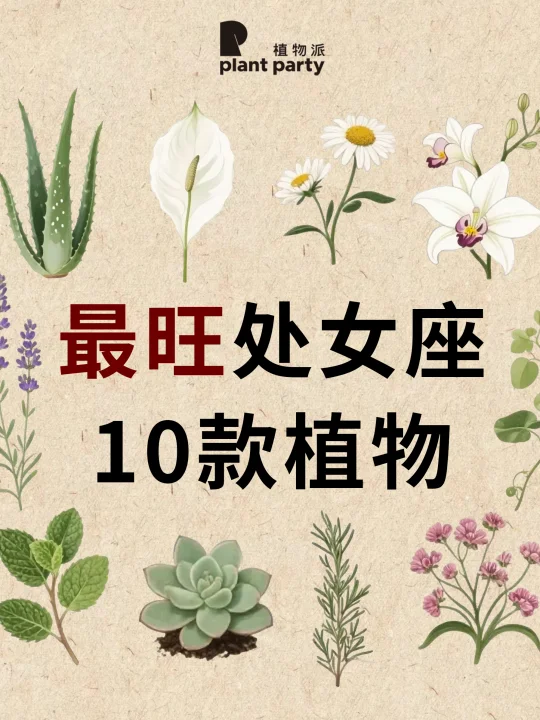 处女座一生最旺天选植物💰旺到发光