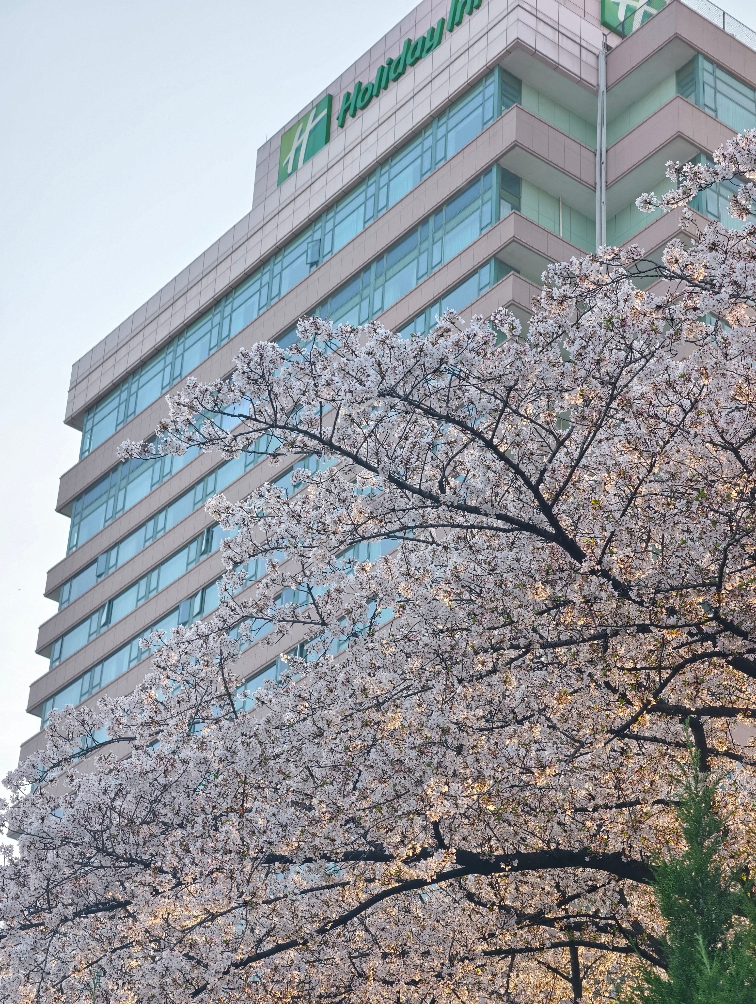 今天跟几个邻居去武汉看樱花，拍照的时候，发现四个人用的都是VIVO手机，咋这么巧