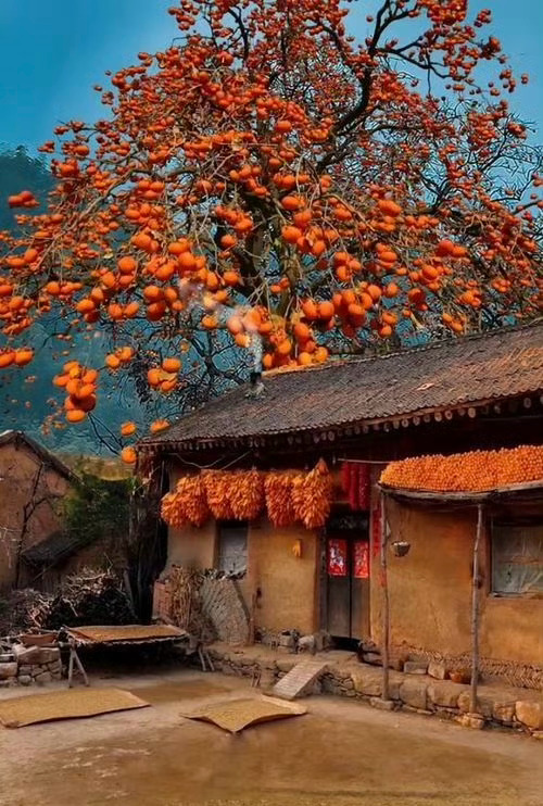 家有喜柿，万柿如意🍊🍊🍊🍊🍊运势