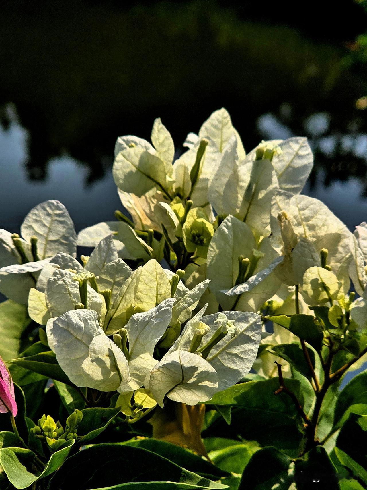 清和时序日初长，翠蔓横空绽艳妆。
三角轻苞凝赤霞，千条柔蔓覆回廊。
不随桃李辞春