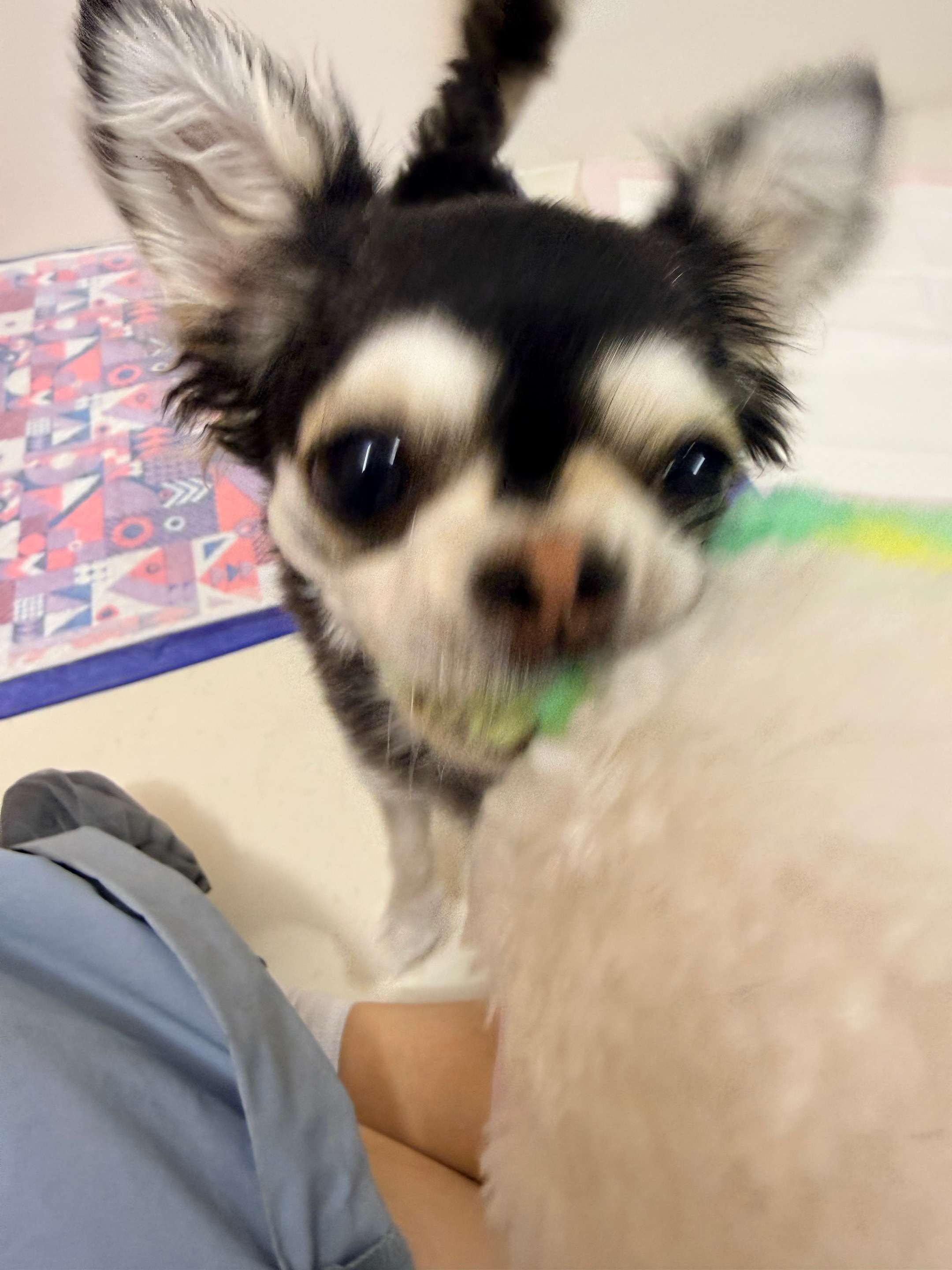 撕碎！ 