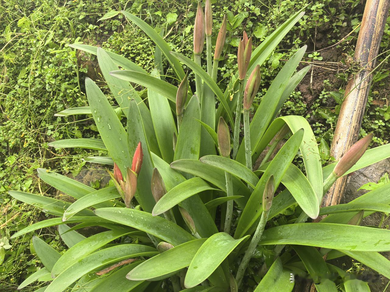 我记得我们上学的时候会放一两天农忙假，让学生回家割麦插秧，那时候是真的把孩子当劳