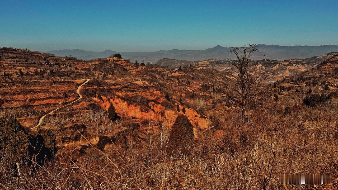 红石谷～20250106三门峡卢氏，一早赶往熊耳山灰石堆村拍摄红腹锦鸡，体验手机