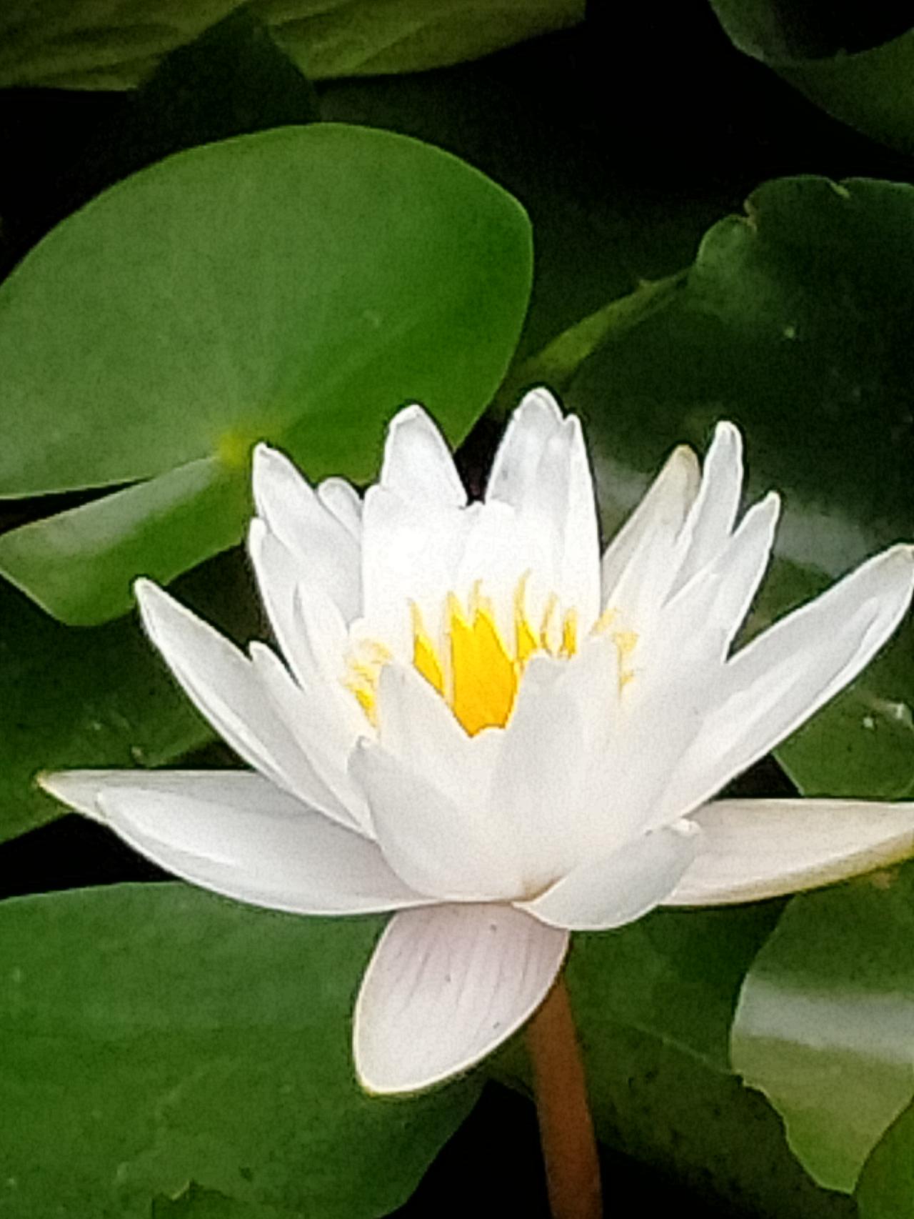 莲花随手拍分享