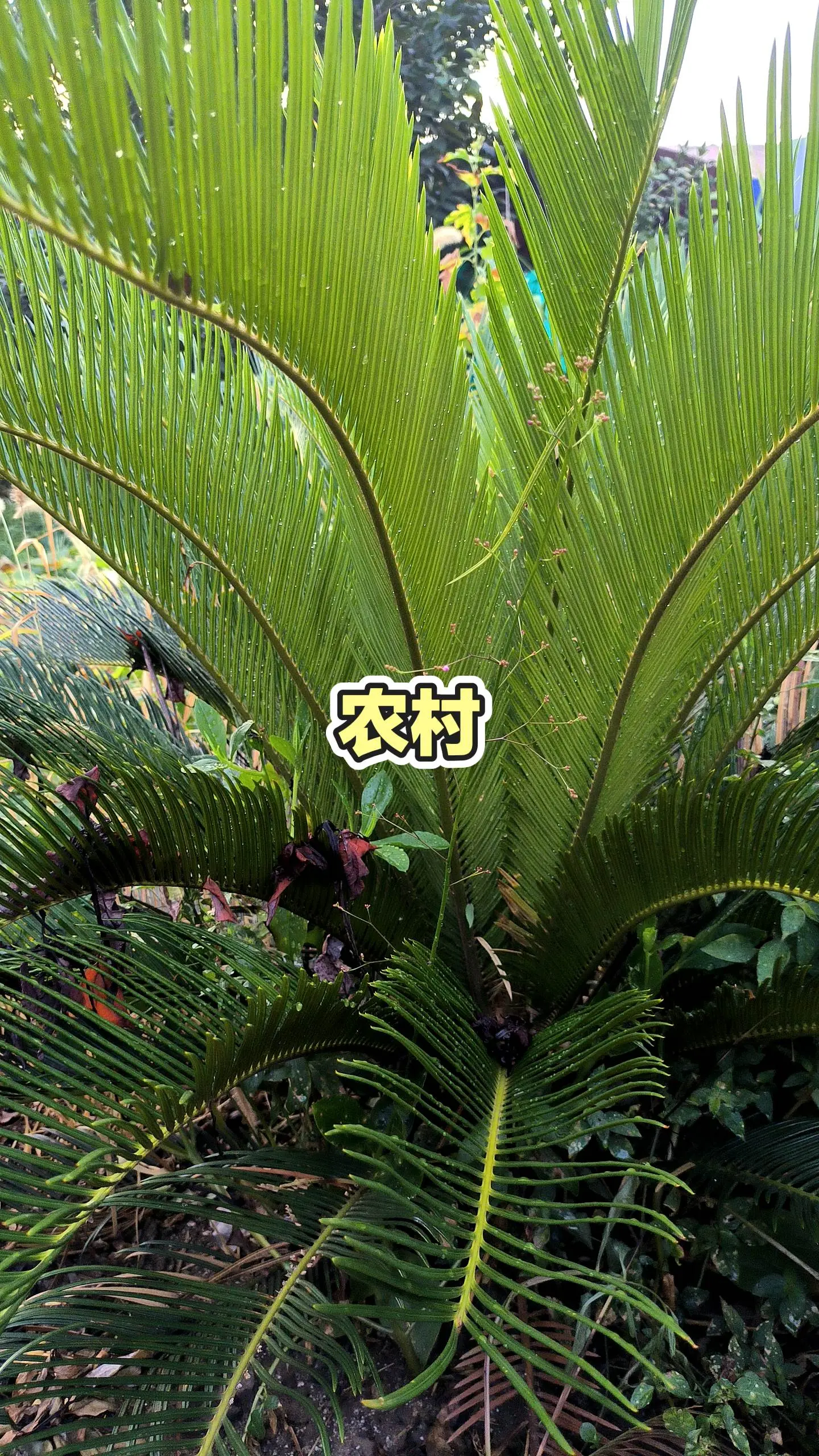 自然生长的植物 记录生活里的绿意