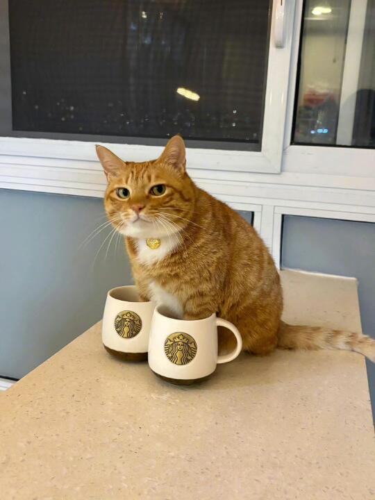 养生小猫在线泡脚