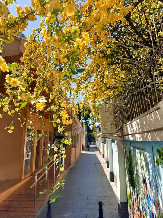 成都｜无人问津的巷子，又开满了鲜花💐