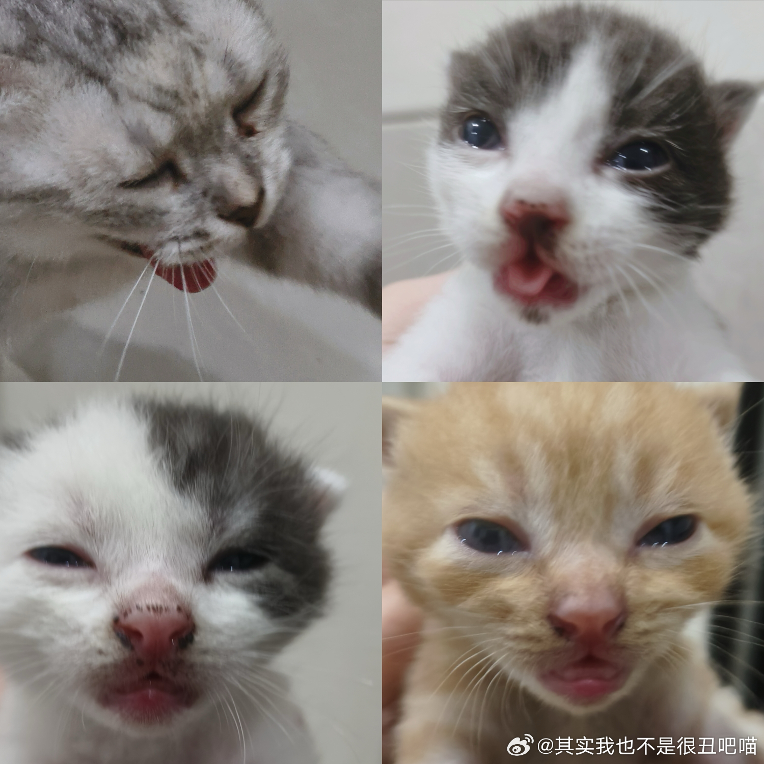 50384【丑猫】捡到的流浪猫妈妈和她的丑猫宝宝们 