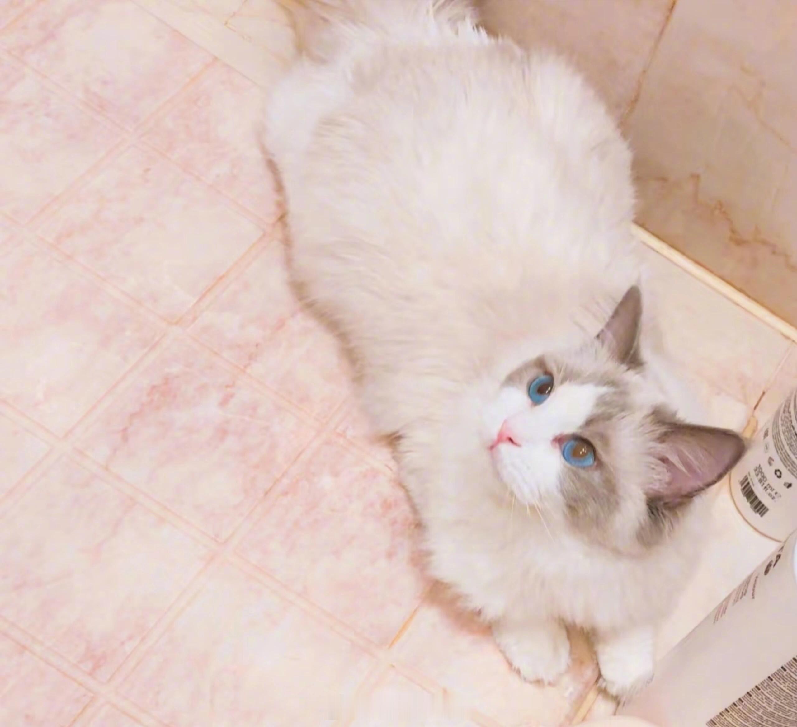 鞠婧祎的猫也有番位谁能想到连小猫咪都有番位待遇！门面C位配置齐全，每只都白白胖胖