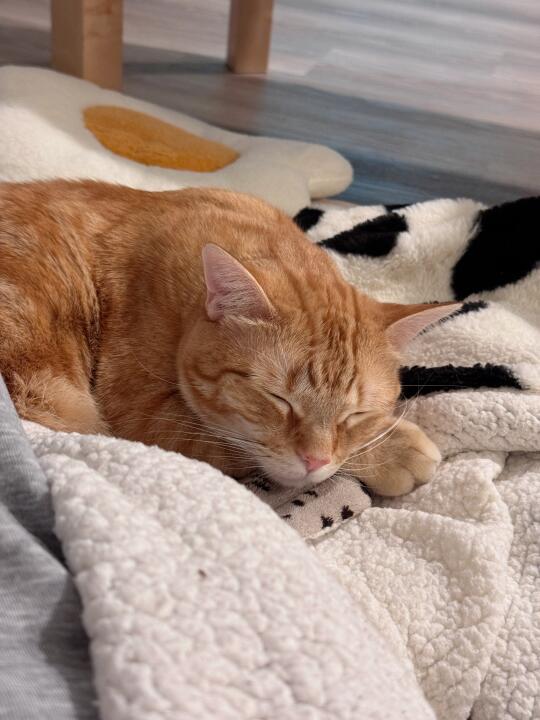 上班的人 睡觉的咪