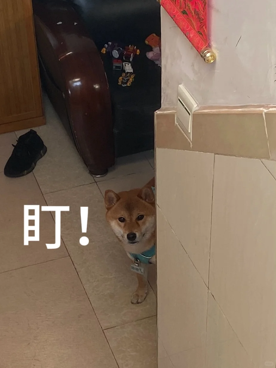 小狗也有年货？