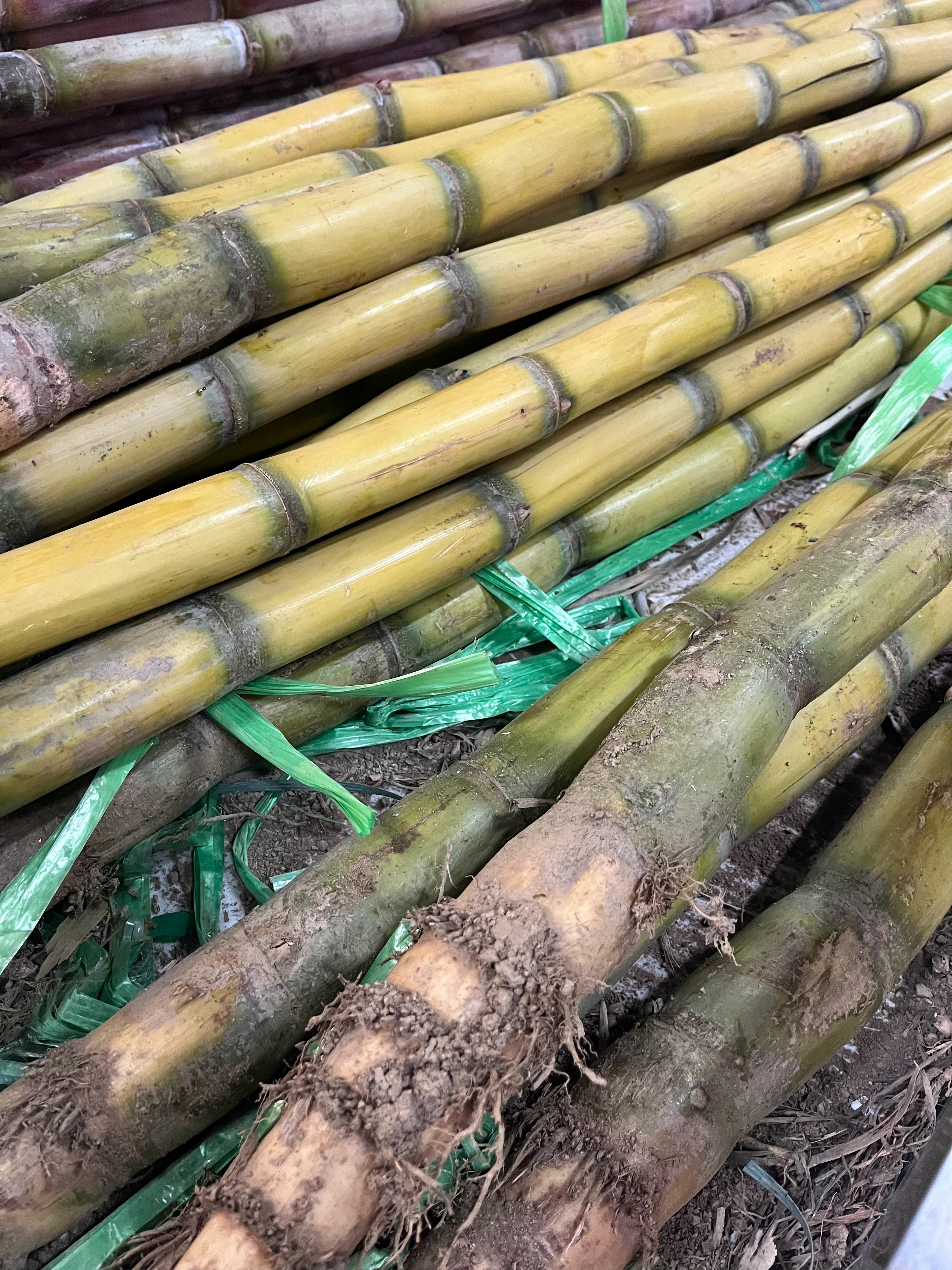 我真的太喜欢逛菜市场了。这个菜市场叫新河惠民生鲜集市。开在北辰附近。很多个入口。