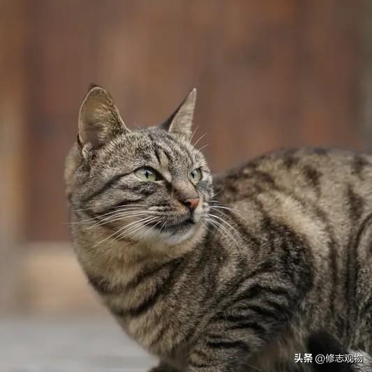 花猫踞短墙，
静览世寻常。
烟火风前淡，
悠然岁月长。
悠悠然，花猫闲踞短墙巅，