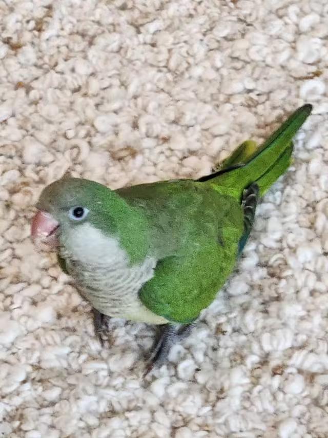 训练鹦鹉你有什么技巧请指教
                       微头条