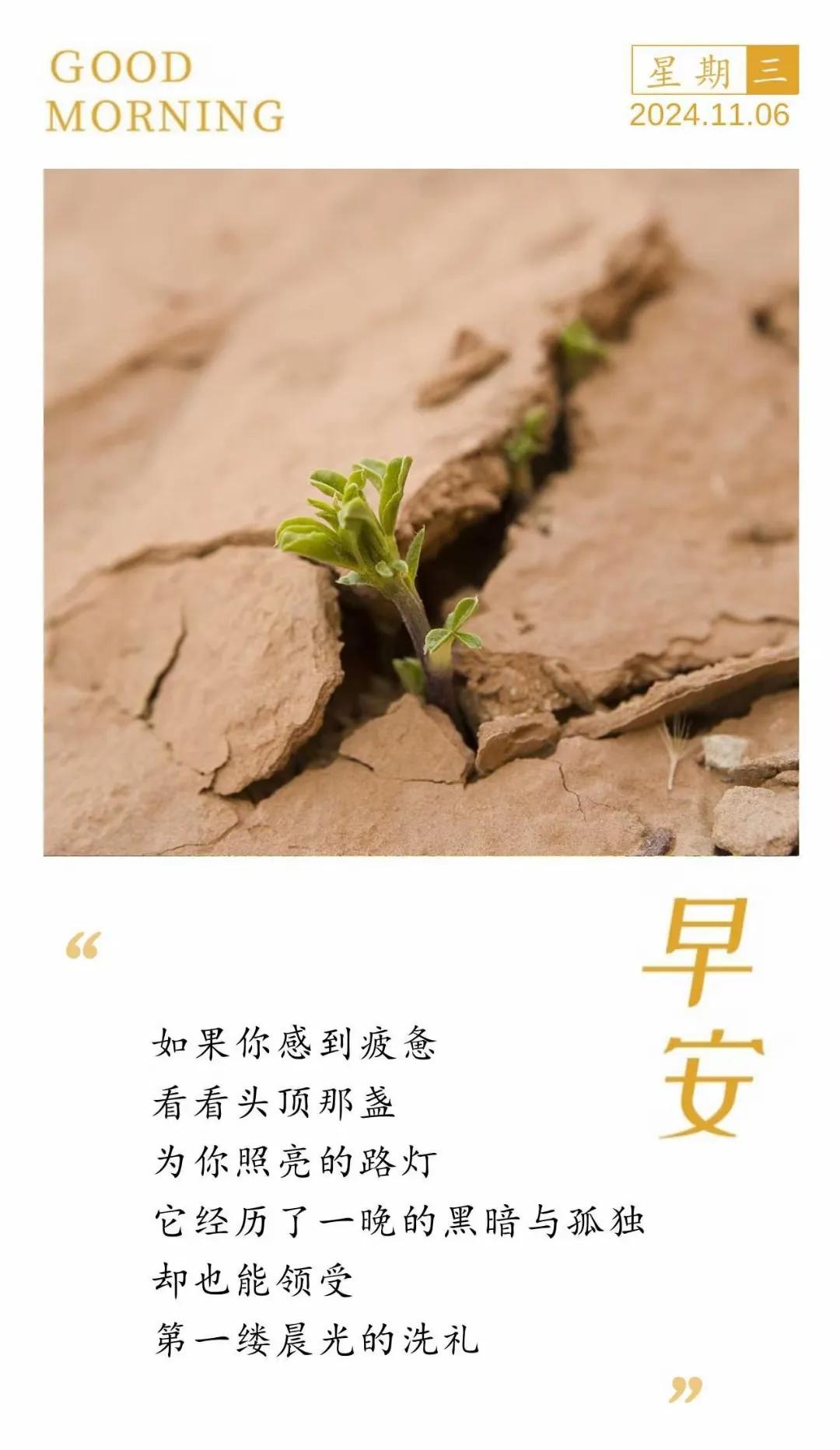 #秋日生活记录#如果你感到疲惫
看看头顶那盏
为你照亮的路灯
它经历了一晚的黑暗