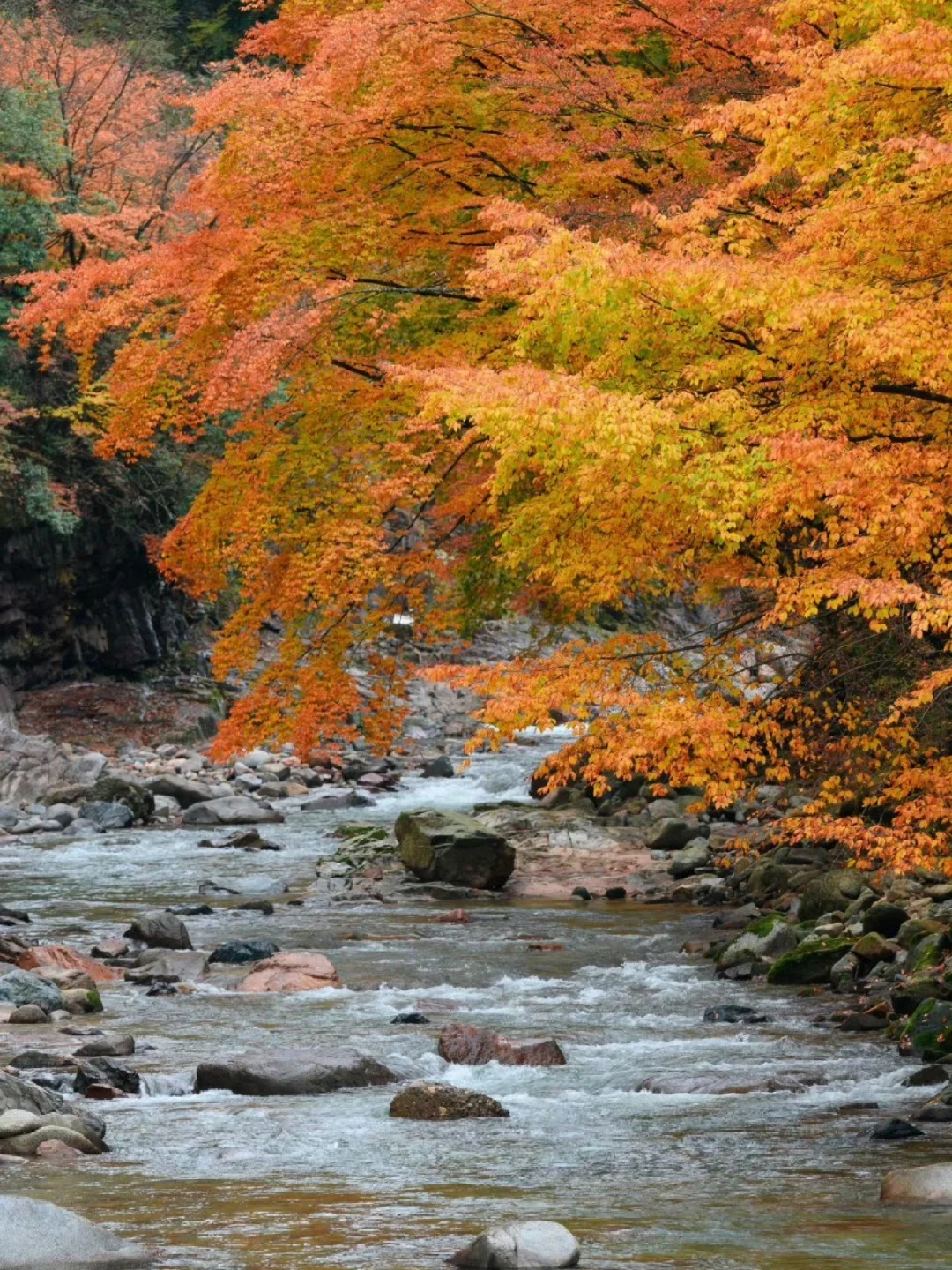 被秋天的光雾山美哭了！！！！🥹