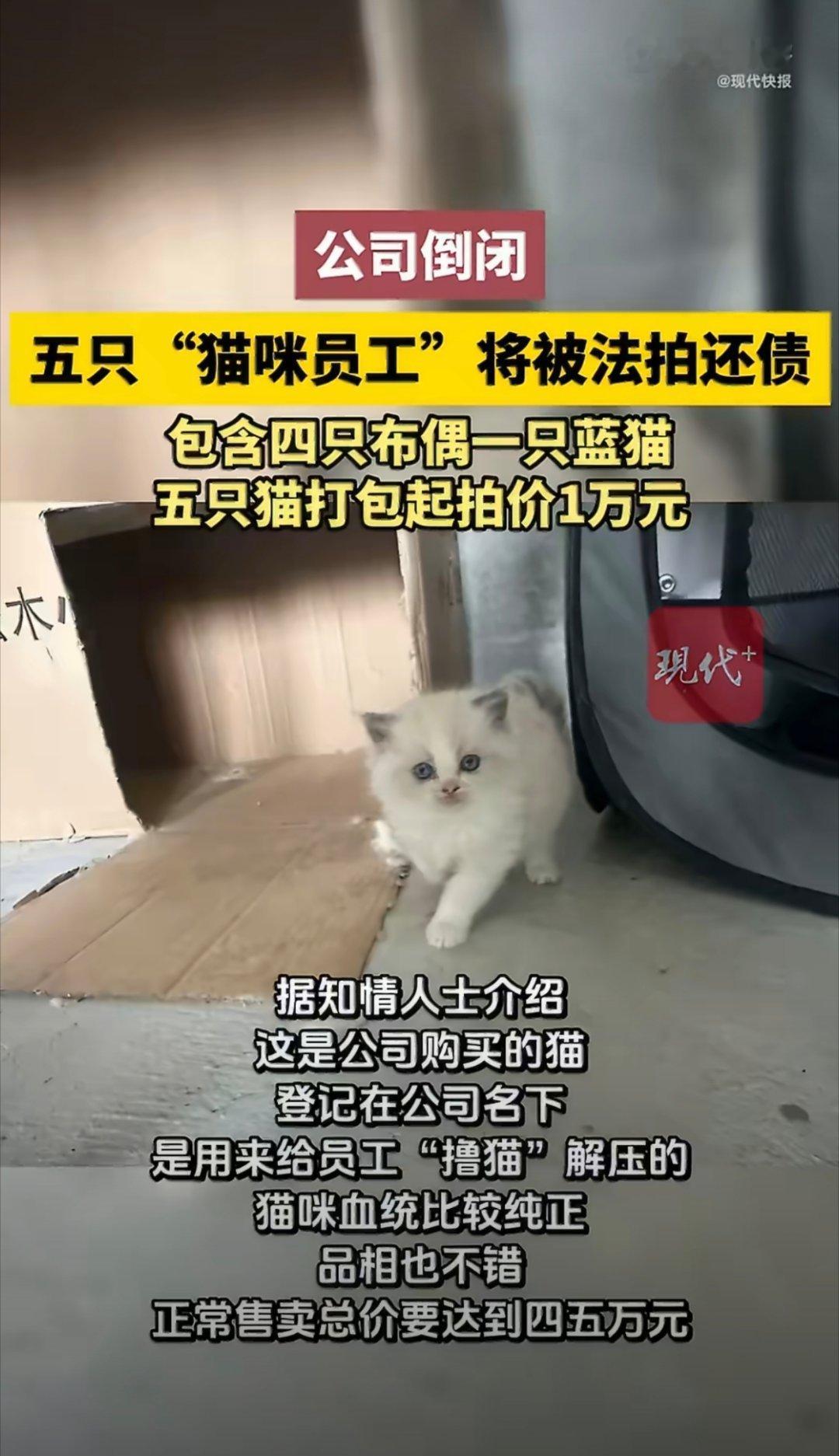 公司欠债倒闭五只猫咪员工被法拍听说过法拍房，法拍车，第一次听说法拍猫，估计猫猫也