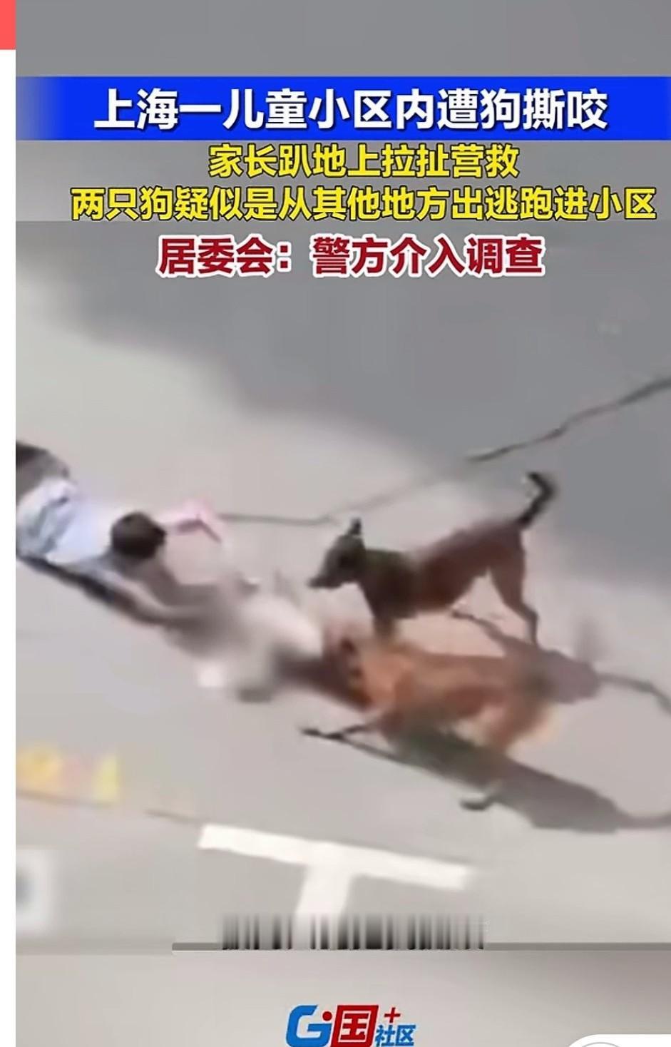 上海一儿童在小区内遭两条狗疯狂撕咬，家长趴在地上营救，现场发生的一幕太吓人了。