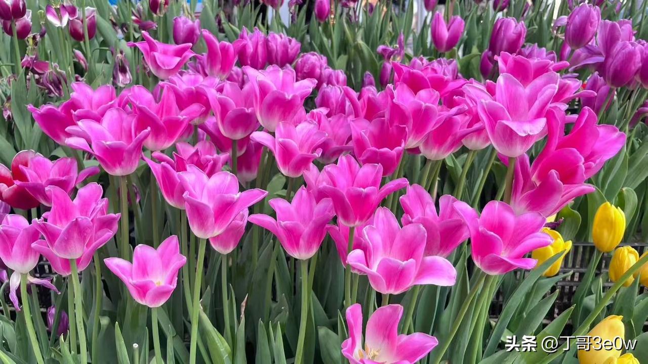 【昨日客流】
3月15日（周日）
武汉城市轨道交通线网客运量（含换乘）为313.