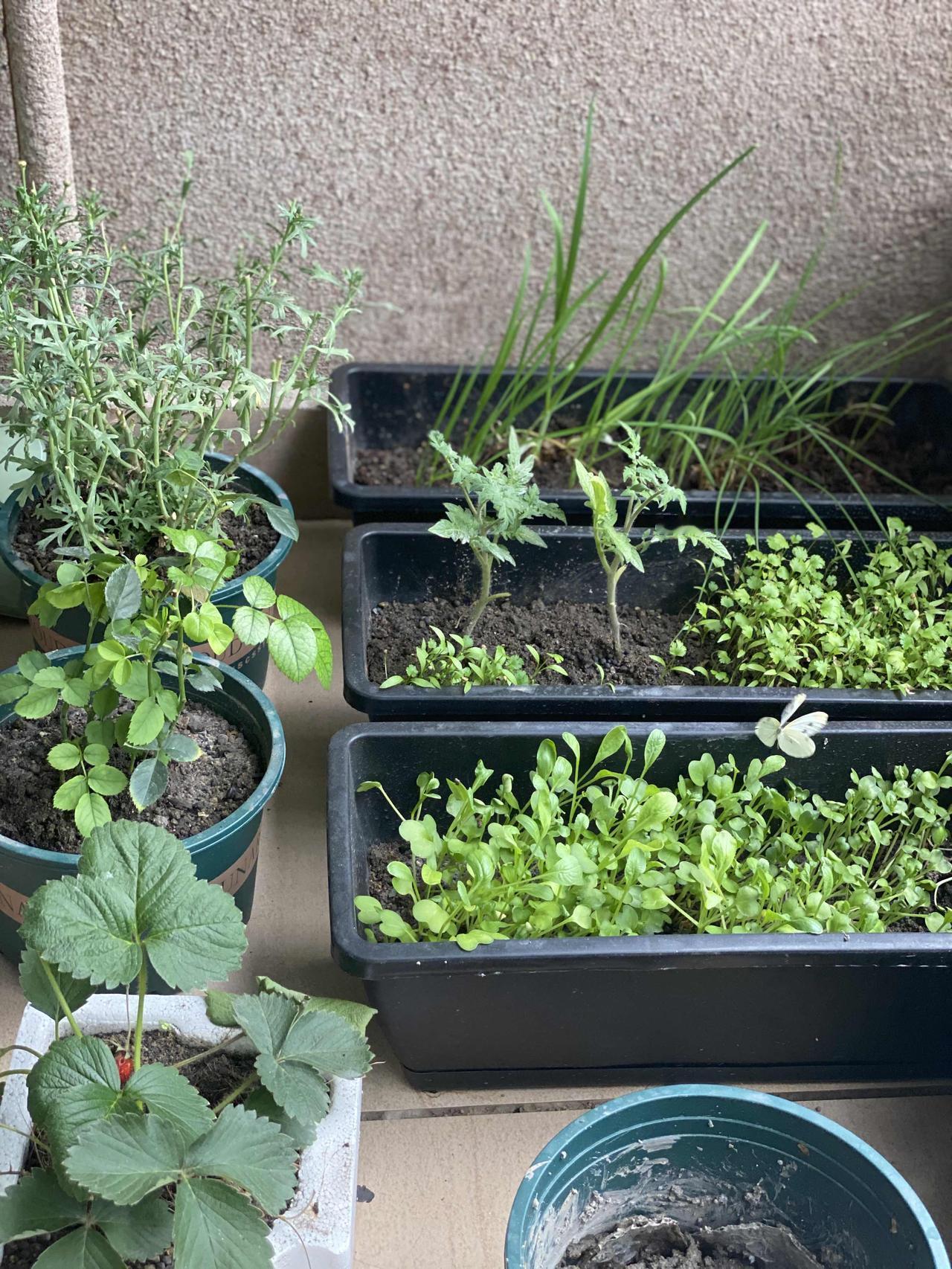 早餐才是最应该吃的，不吃早餐肯定不行，一日之计在于晨，如果一定要放弃一餐，那必定