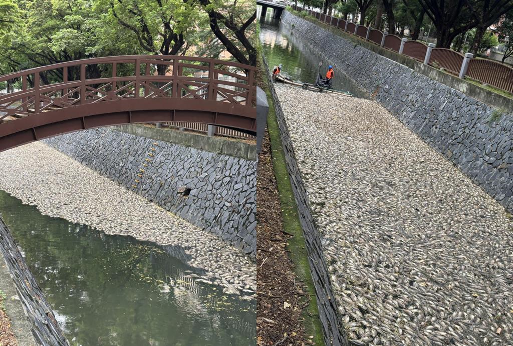 高雄现5吨死鱼 社群怒轰：当年绿营怎么羞辱韩国瑜的？
高雄市楠梓后劲溪、右昌大排