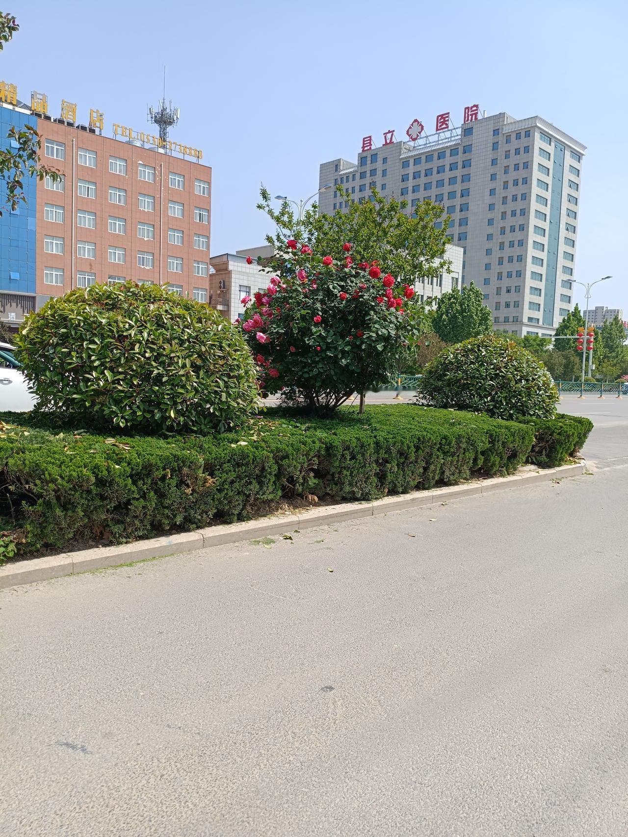 曹县青岛路月季花开，一路繁花

2024年4月26日午后拍摄