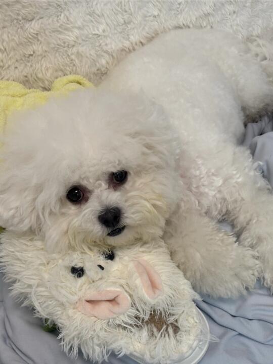 我一定中了小狗蛊，看见小狗依偎就心软软🥹