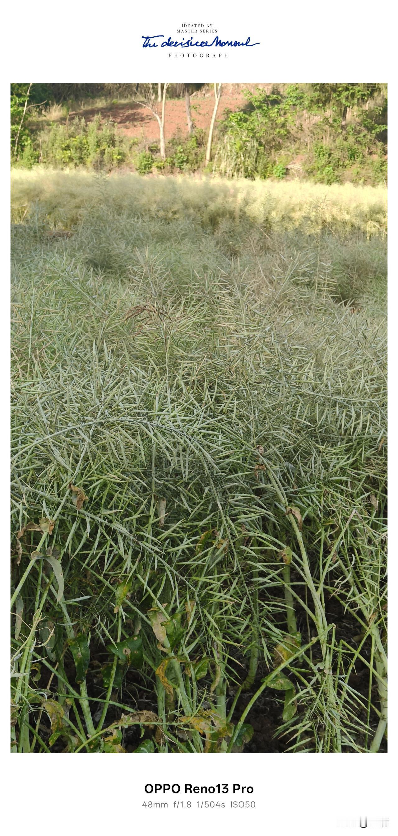 今年春天最想实现的心愿，回老家，收菜籽，榨新油，带份乡愁回乐山。
 
📍资阳市