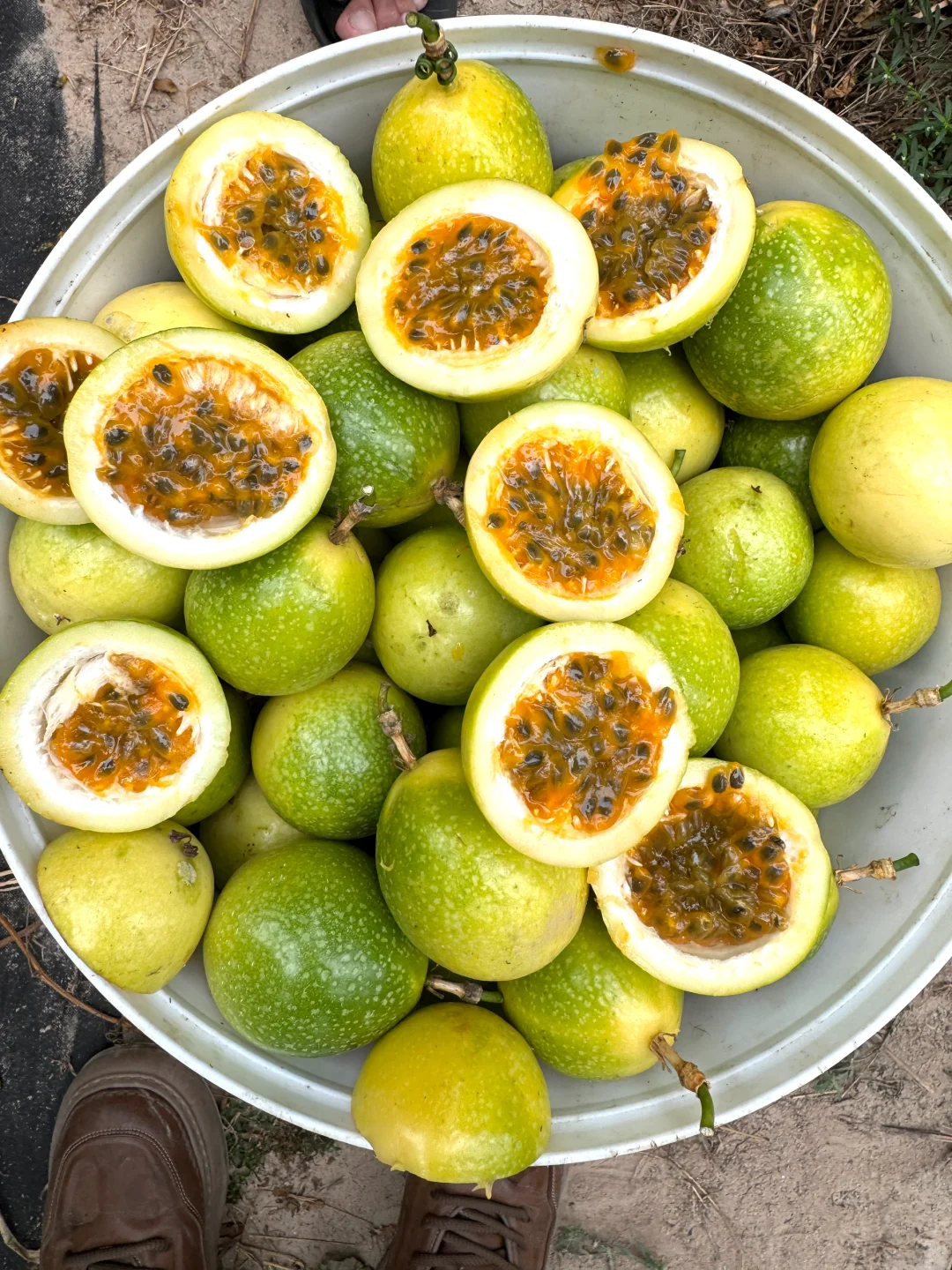 被催爆了的百香果，终于上架啦。