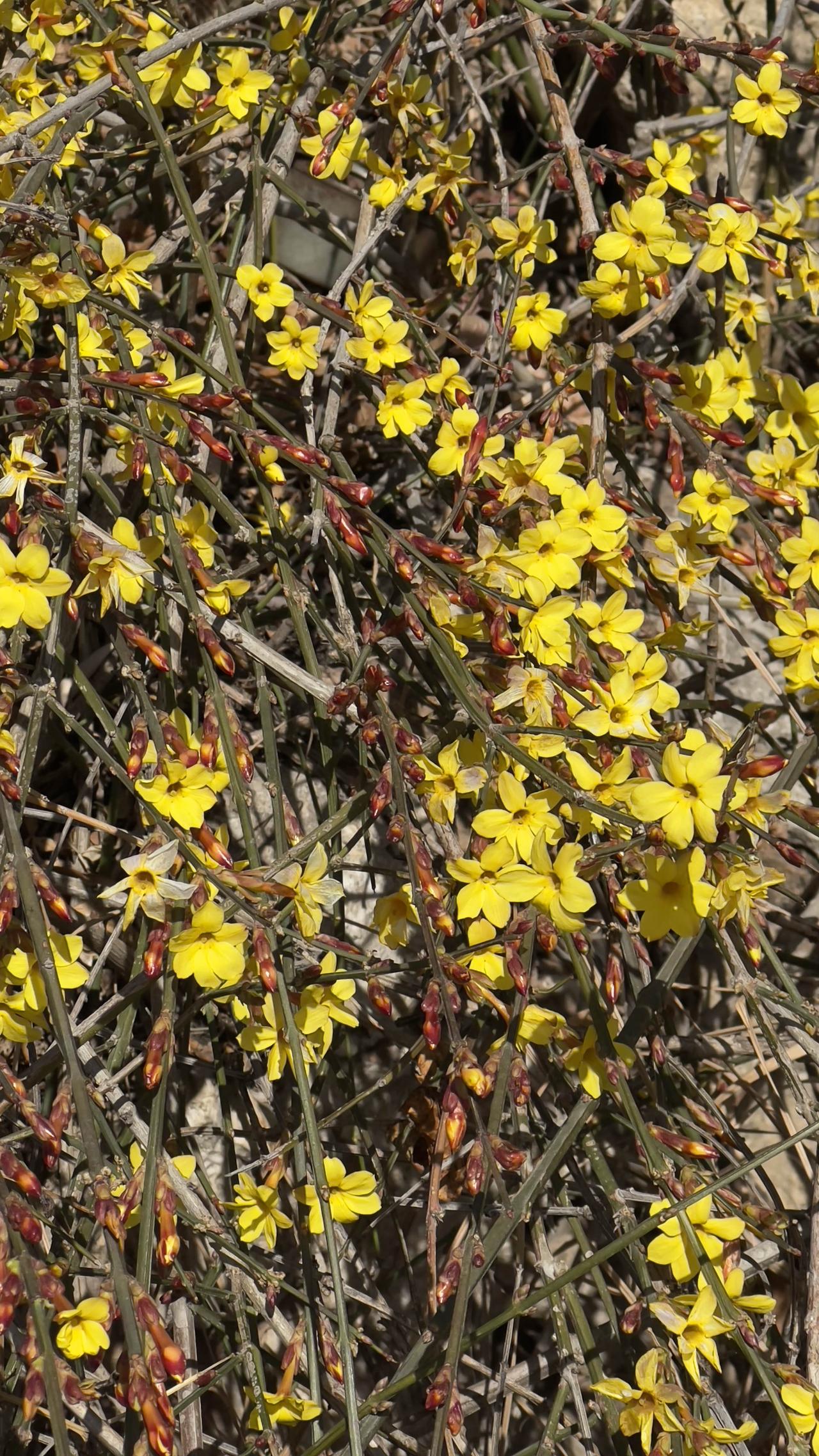 昨天去北海公园游玩，看到迎春花开了，
点点金黄，缀在早春的枝头。
料峭春风里，迎