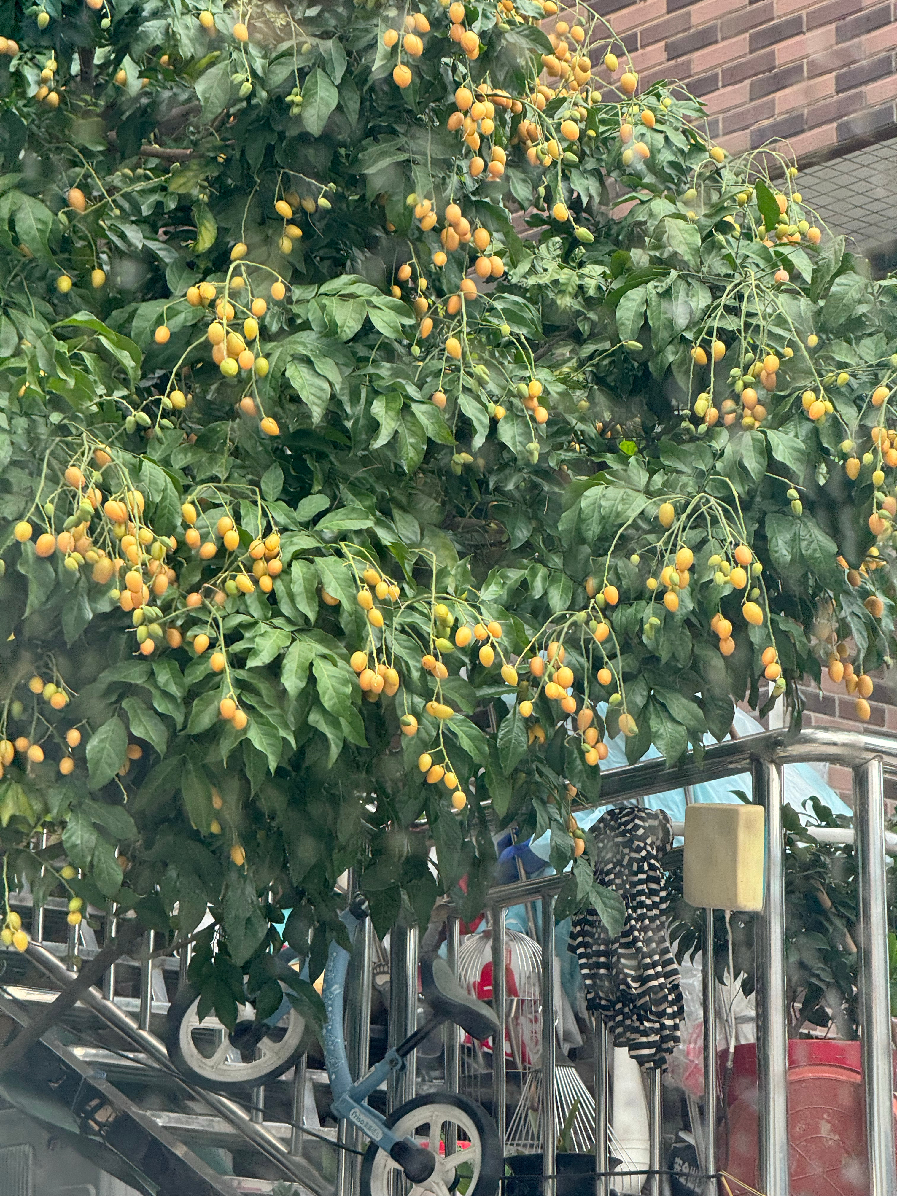 这是黄皮么，好想摘一个尝尝[馋嘴][馋嘴][馋嘴] ​​​