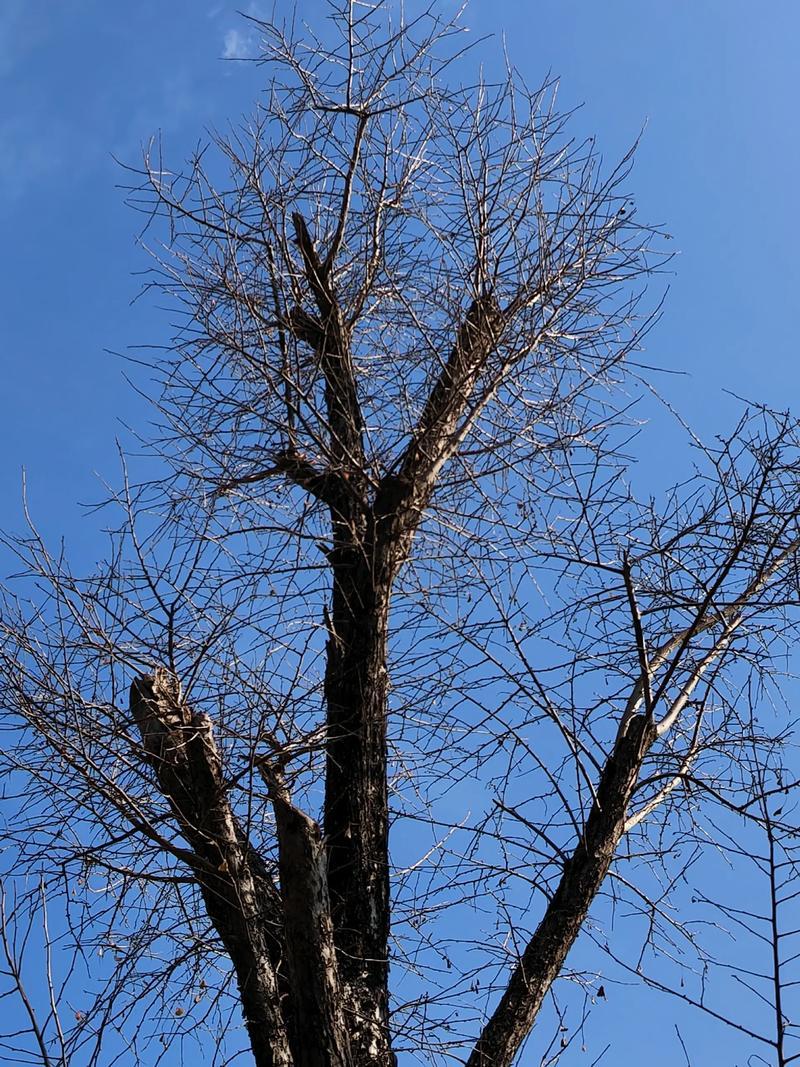 寒风欺老树
春鹊喜新枝