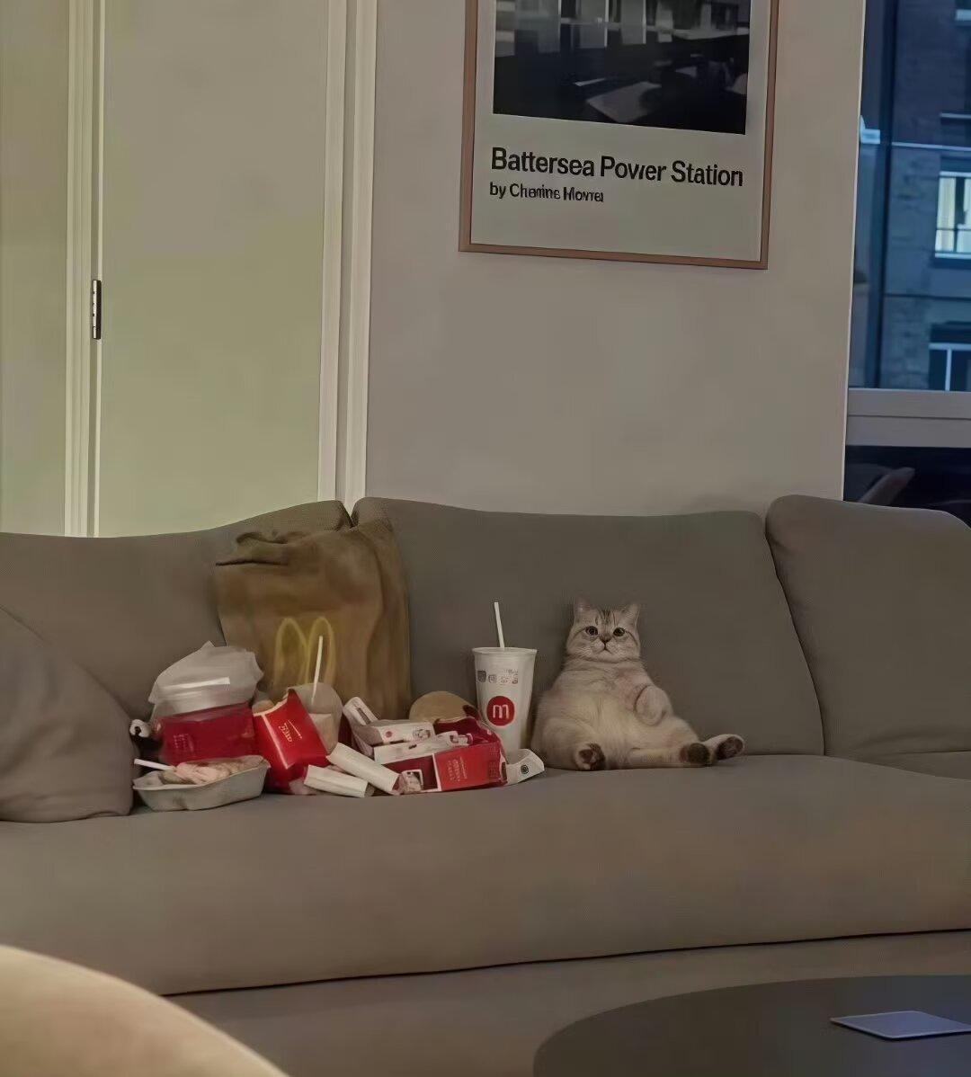 小猫不可以吃麦当劳 