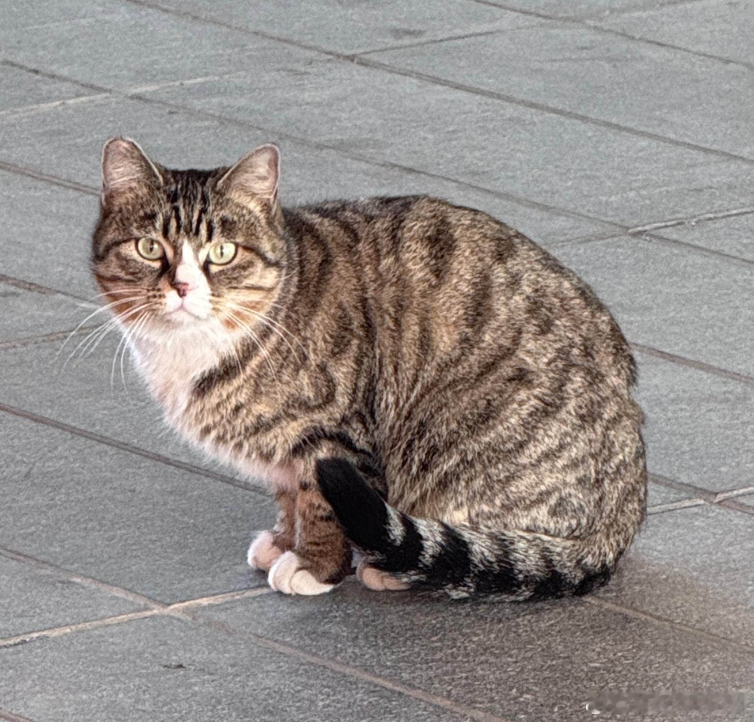 经常喂的流浪猫 竟然跟着我