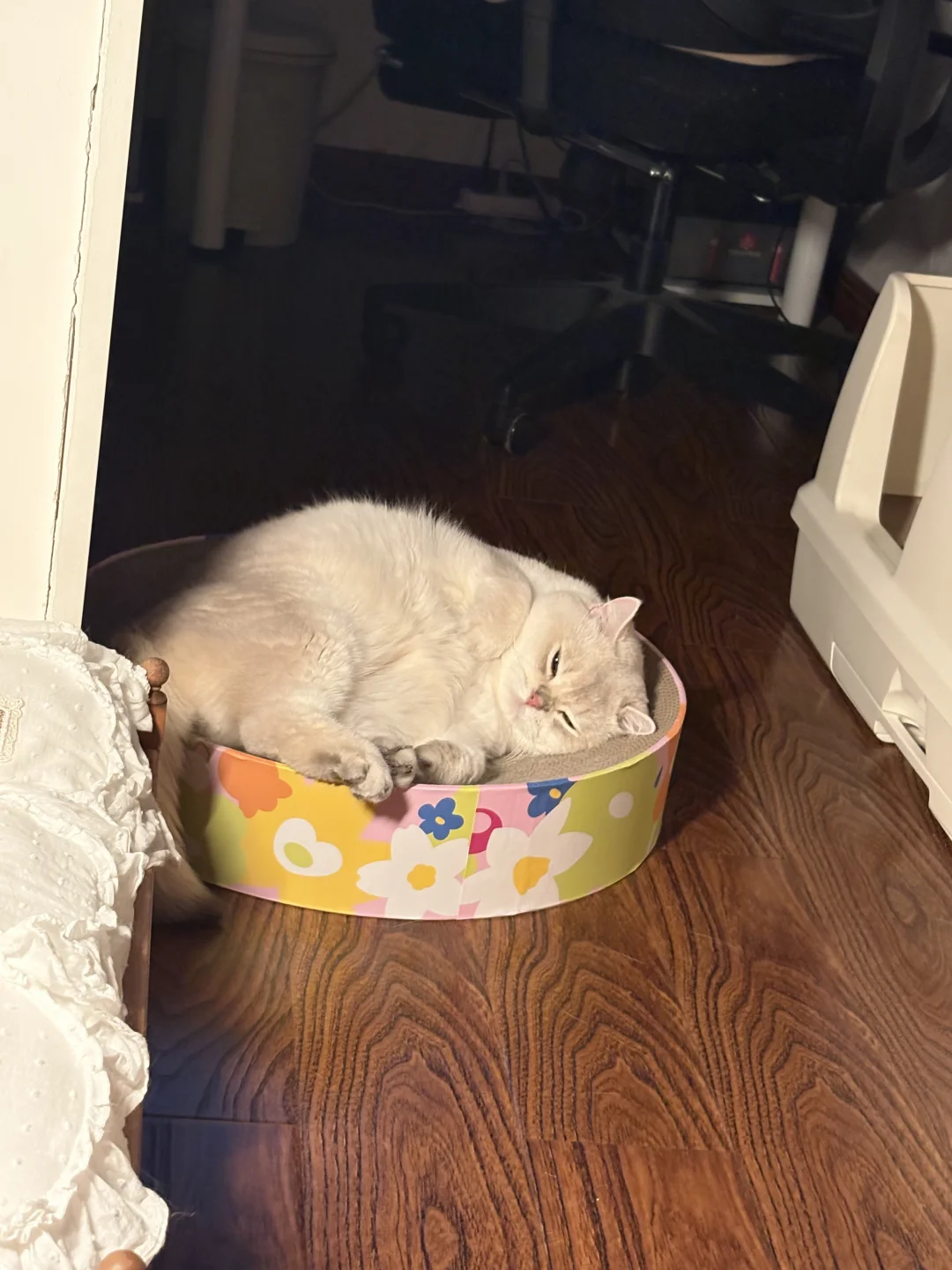 妈咪会一直记录小猫的