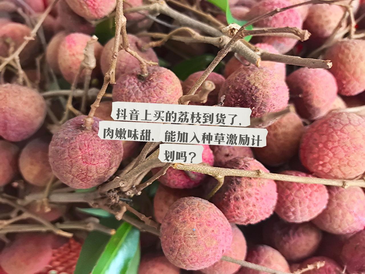 与辉同行 新鲜荔枝万物皆可种草