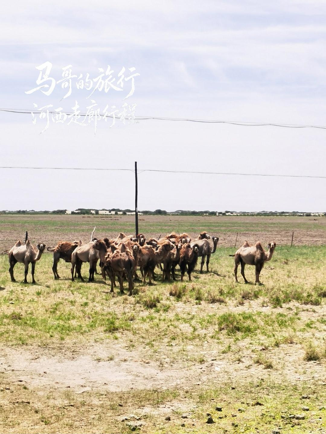 来过河西走廊才懂真正的大漠苍凉，藏在瓜州戈壁深处的锁阳城绝对是被严重低估的世界遗