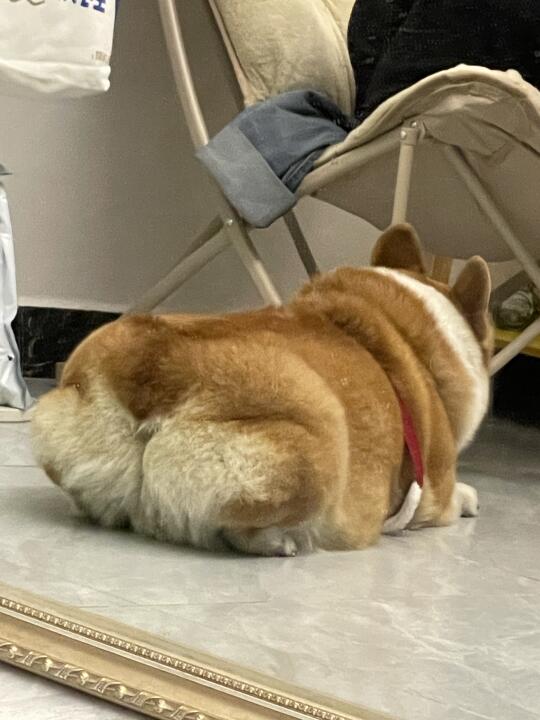 基屁股…谁敢闻？