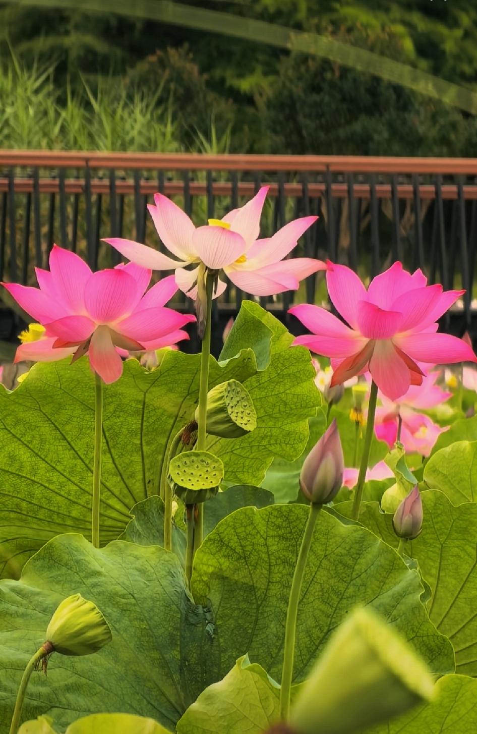 手机拍摄花朵分享随手拍～