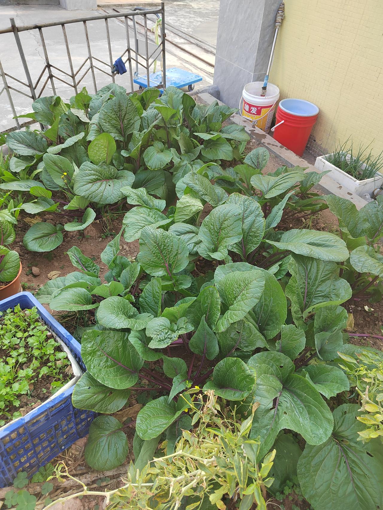 我的城市小菜园