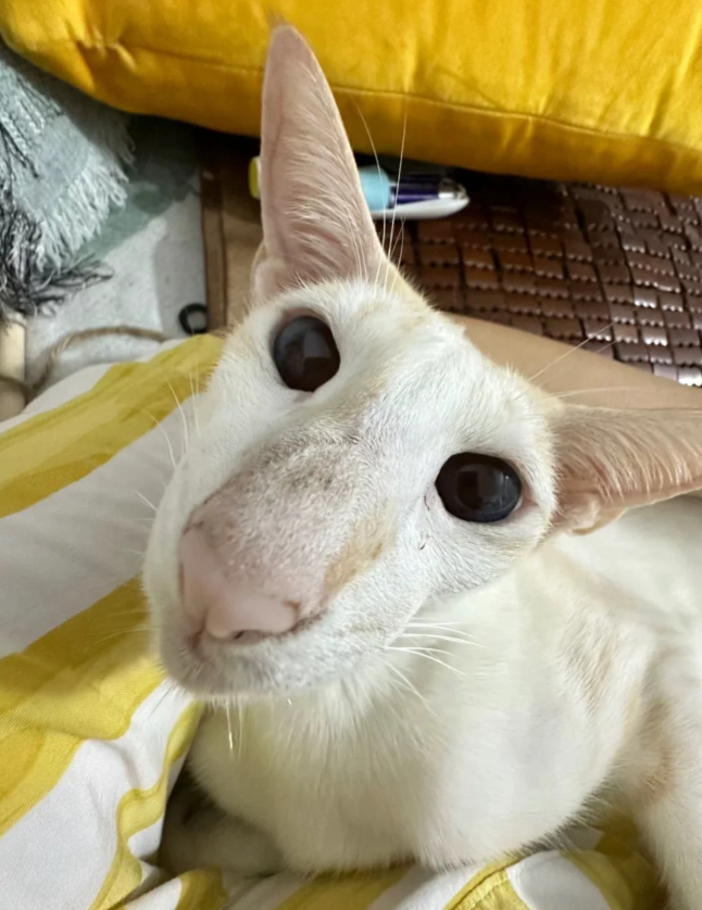 猫 妈妈我很努力在提示你了 这是什么品种的猫，怎么脸长的像车座子一样[允悲] ​