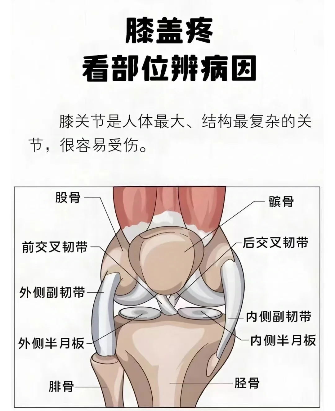 膝关节补充分享