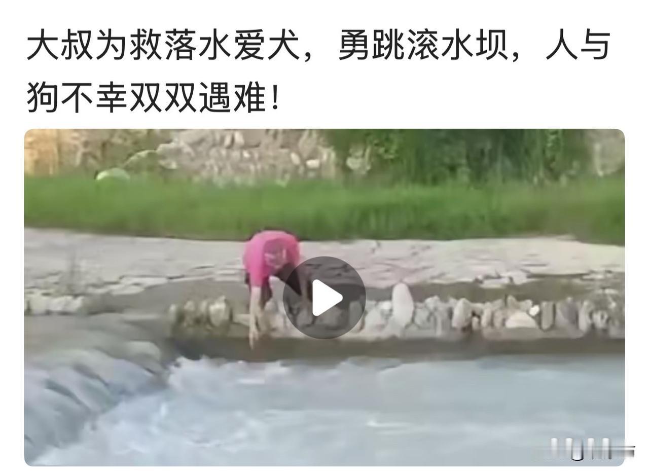 滚水坝下，急流翻涌。一位穿着粉色上衣的大叔，为了救起落水的爱犬，纵身跳了下去。结