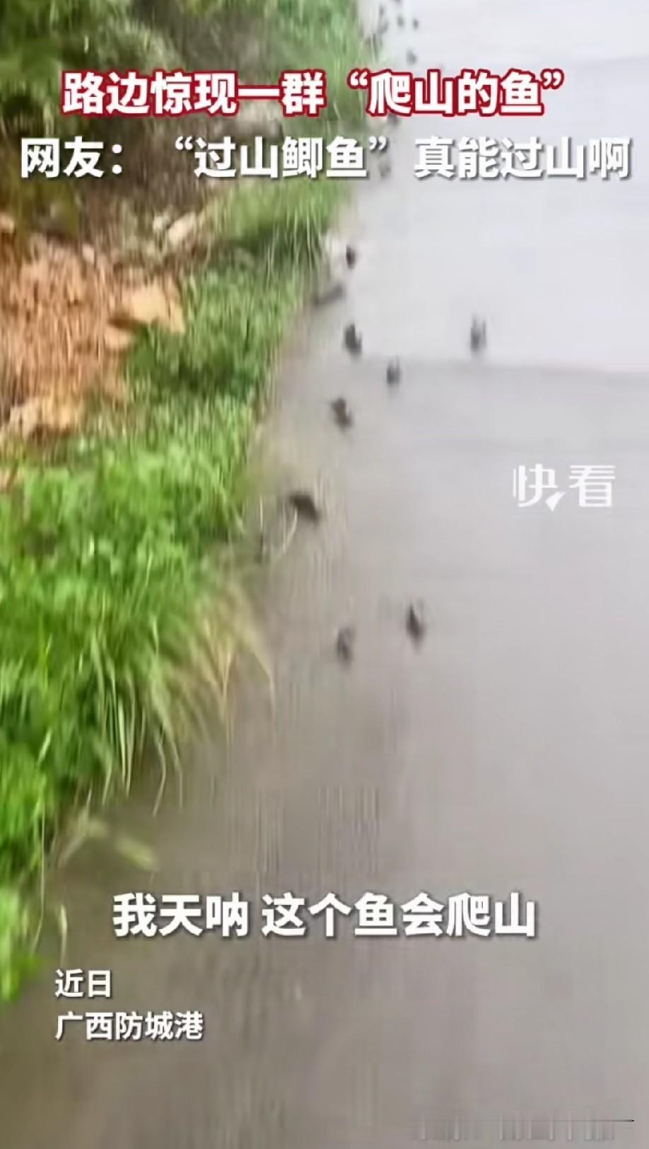 第一次听说[what]
还有“过山鲫鱼”这种行为！